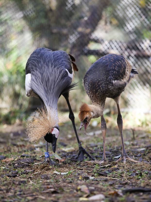 Zagrebački krunati ždralovi predstavljeni javnosti 
