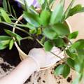 Kako pravilno presaditi sobnu biljku u samo nekoliko koraka?