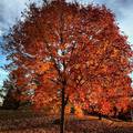 Zašto lišće mijenja boju u jesen?