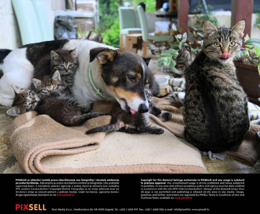 Marijan Sušenj/PIXSELL