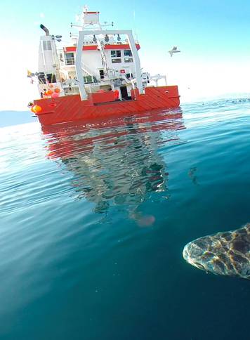 A Greenland shark swims near the surface after its release from the research vessel Sanna in northern Greenland