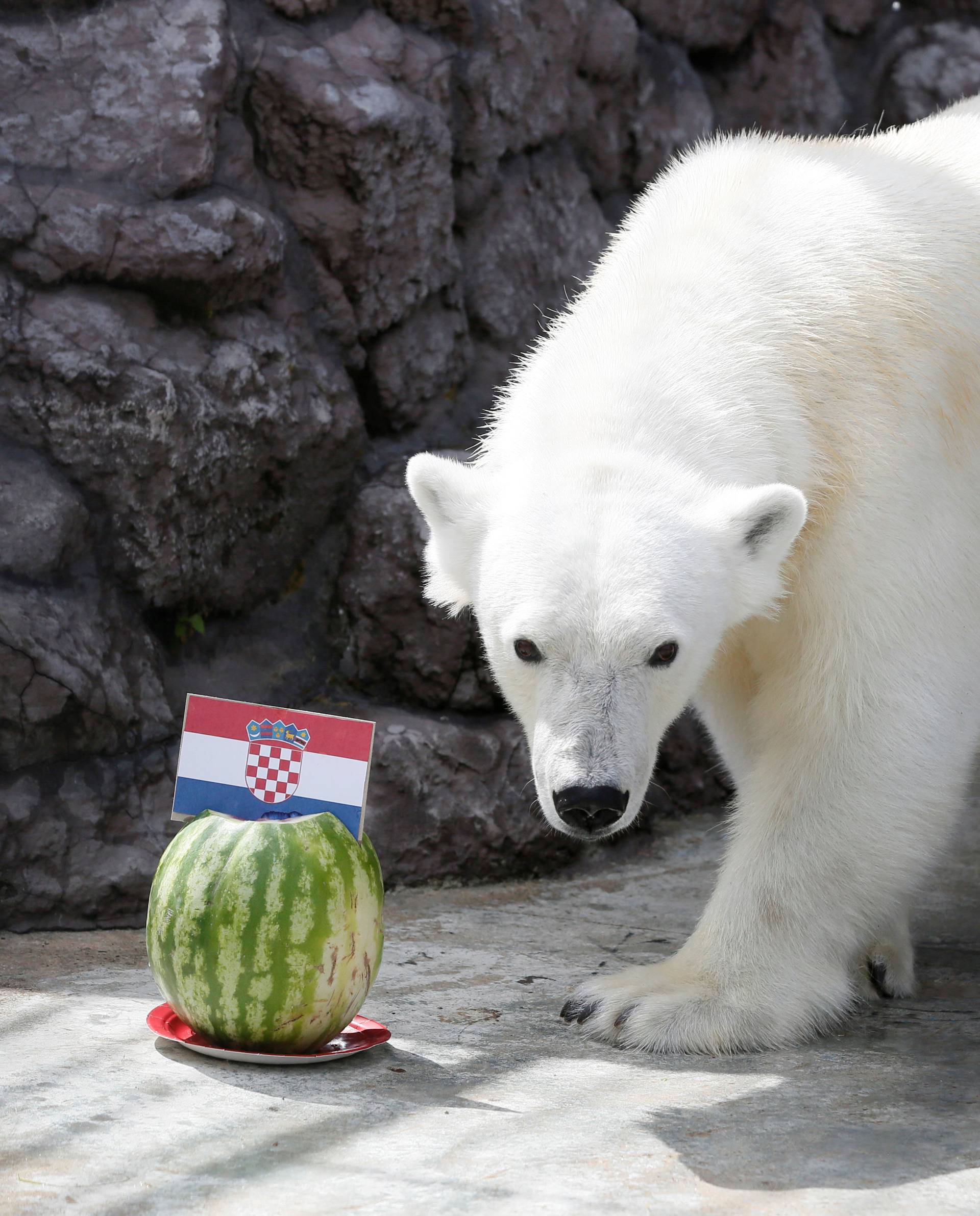 A polar bear attempts to predict the result of the soccer World Cup match between Croatia and Russia in Krasnoyarsk