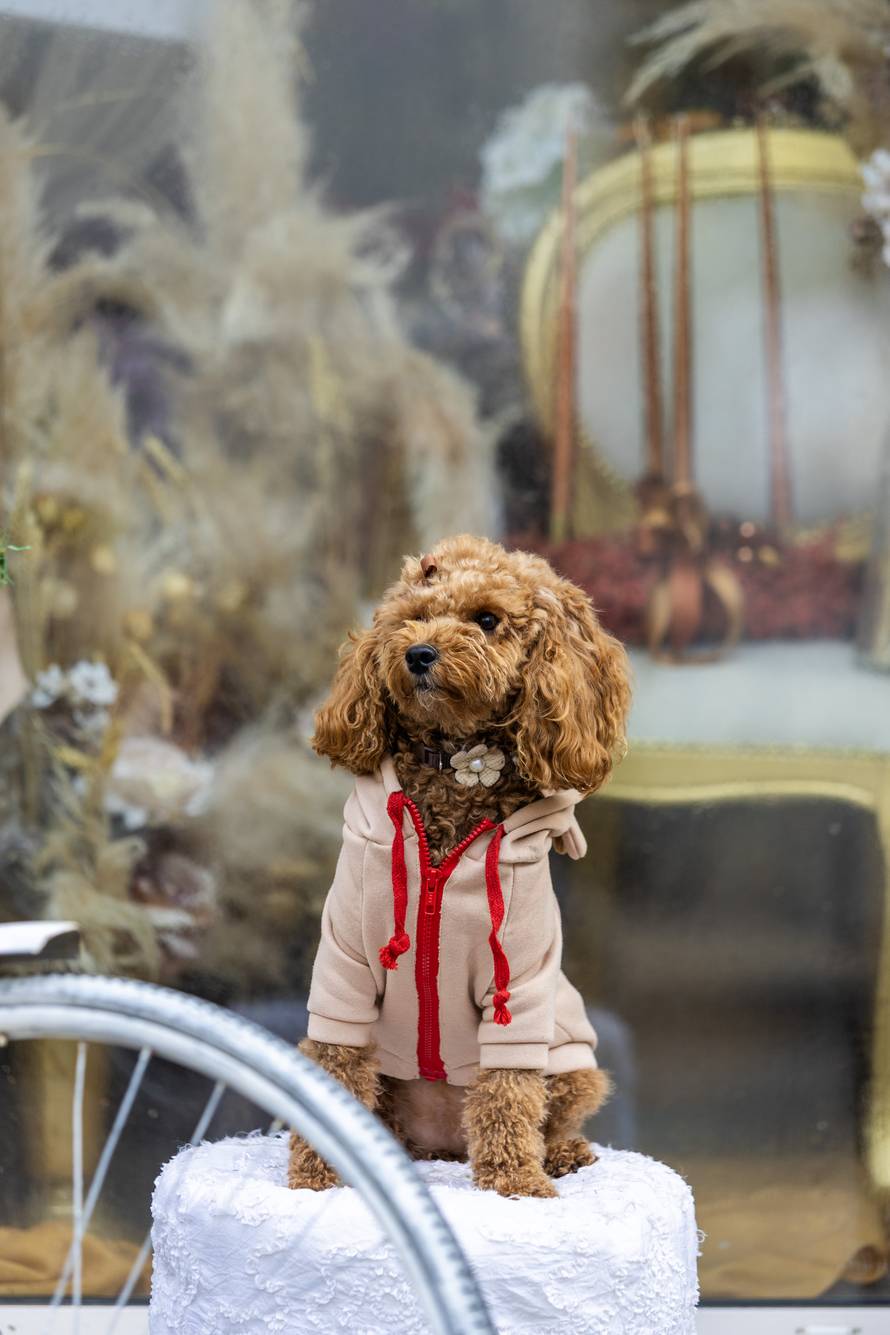 24sata: Pula: Pas pozira ispred cvjećarnice i glumi soba