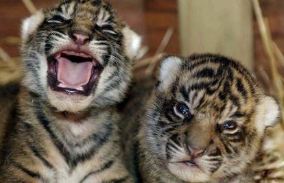 Prvi fotosession tigrića blizanaca starih 2 tjedna