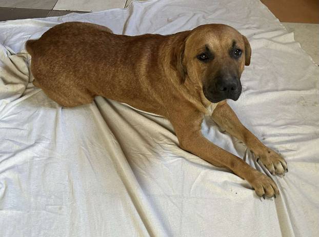 FOTO Ovo su oduzeti psi iz romskog naselja. U jednom danu spasili ih 37! Udomite ih