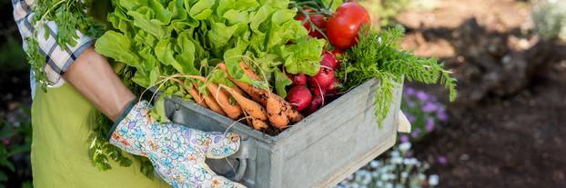 Unrecognizable,Female,Farmer,Holding,Crate,Full,Of,Freshly,Harvested,Vegetables