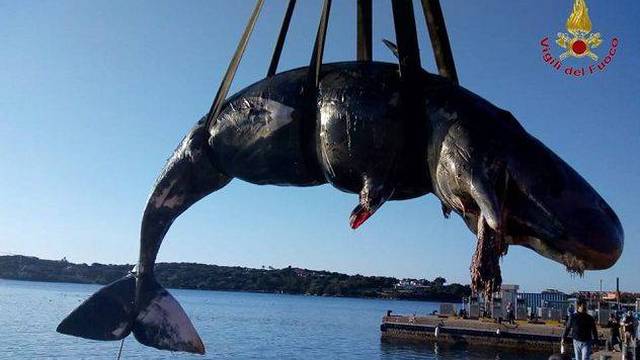 U želucu trudnog kita pronašli 22 kilograma plastičnih vrećica