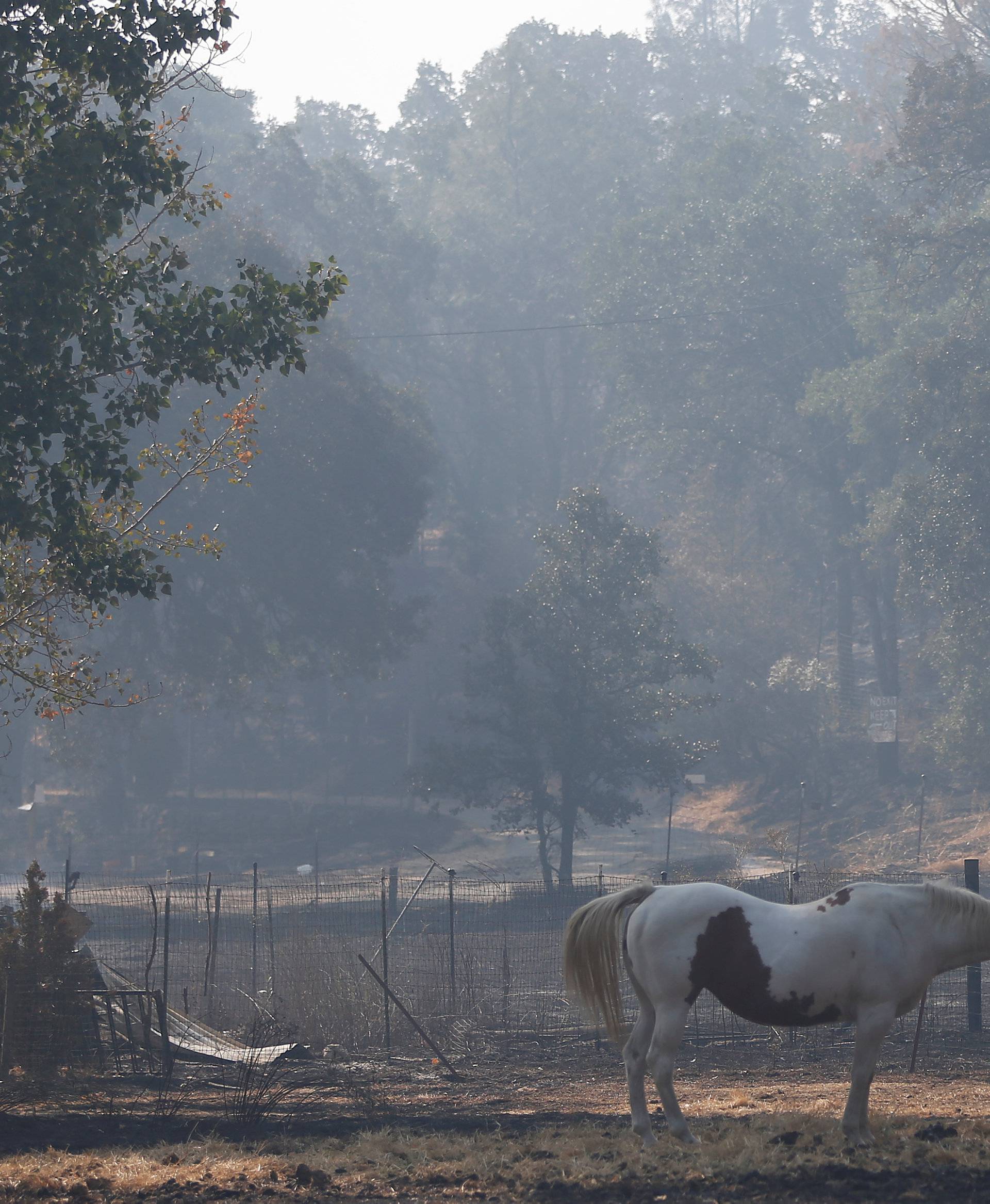 A horse walks on a field charred by the Clayton Fire near Lower Lake in California
