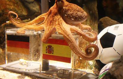 Španjolci žele hobotnicu Paula kupiti za 30.000 €
