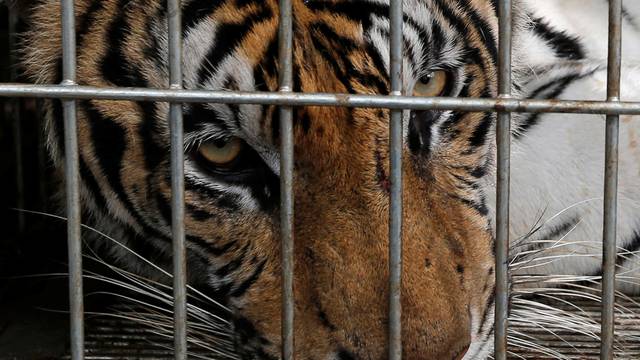 A tiger is seen in a cage as officials continue moving live tigers from the controversial Tiger Temple, in Kanchanaburi province