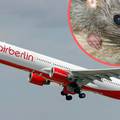 Panika zbog štakora u avionu: Ne mogu nigdje idućih 10 dana