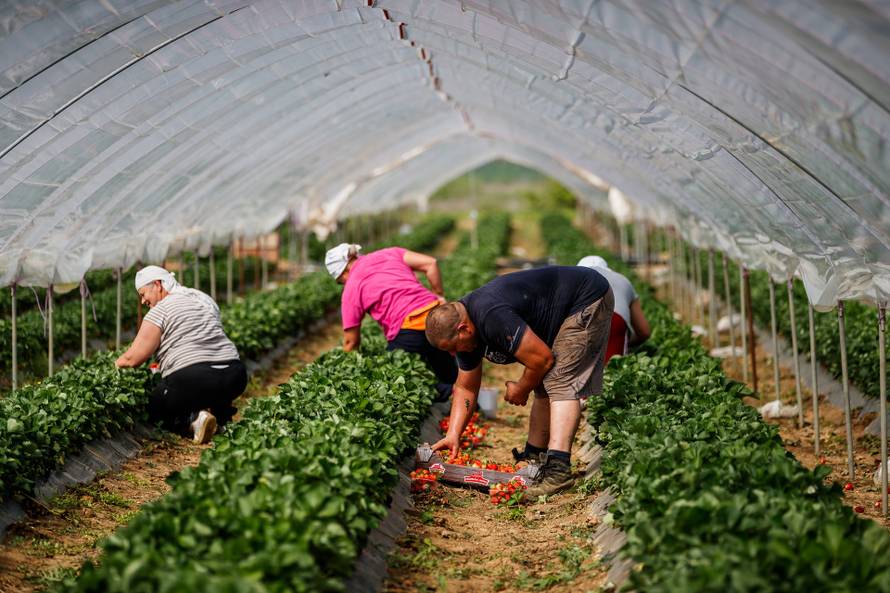 Priča o vrgoračkoj jagodi: Evo zašto ima titulu kraljice okusa