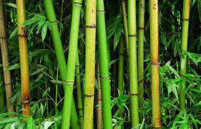 Uvedite stvari od bambusa u vaš dom: Potpuno je razgradiv