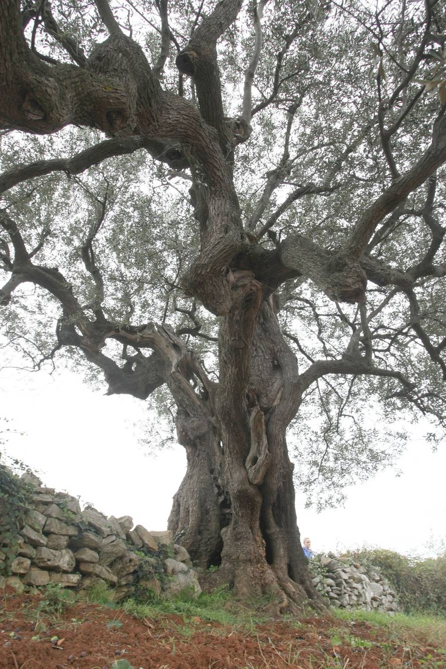 Duško Marušić/PIXSELL