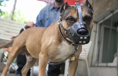 Vlasnik 'Pit bula': Pas je u pritvoru i brani se šutnjom