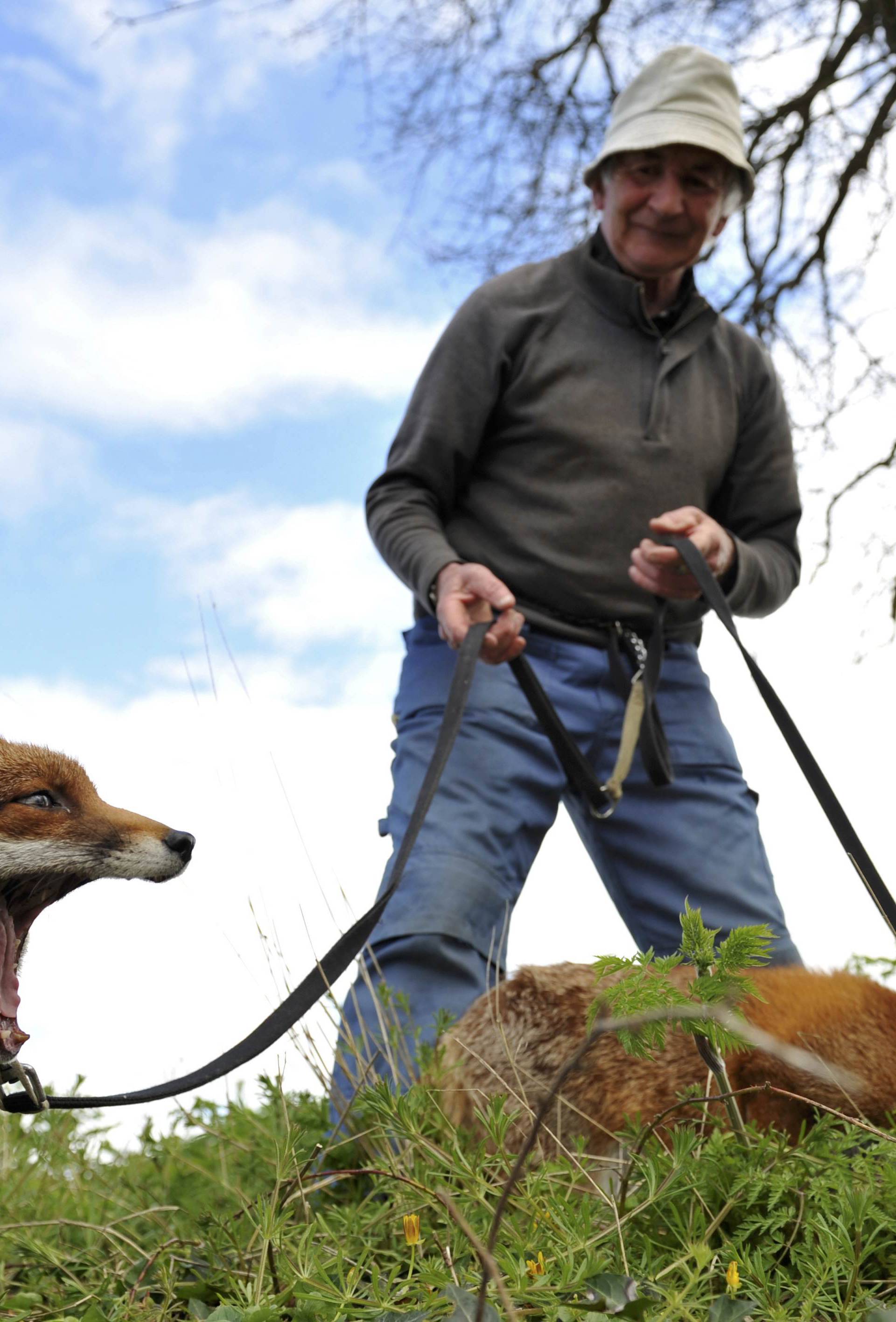 Patsy Gibbons takes his rescue foxes Grainne and Minnie for a walk in Kilkenny