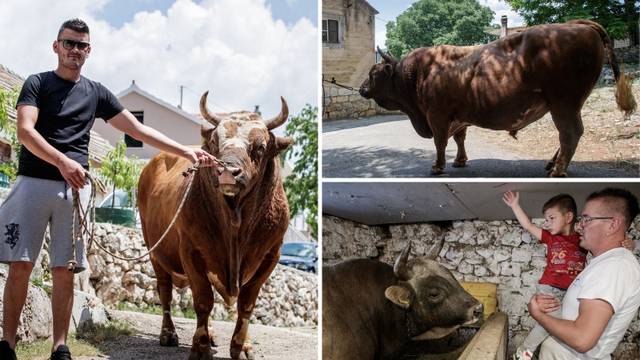 U Dicmu Sputnika 5 pripremaju za koridu: Dobio je masažu, pedikuru papaka, birano žito...