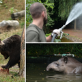 FOTO Borba s toplinskim valom u Zoološkom vrtu: 'Svaki dan ih tuširamo i hranimo sladoledom'