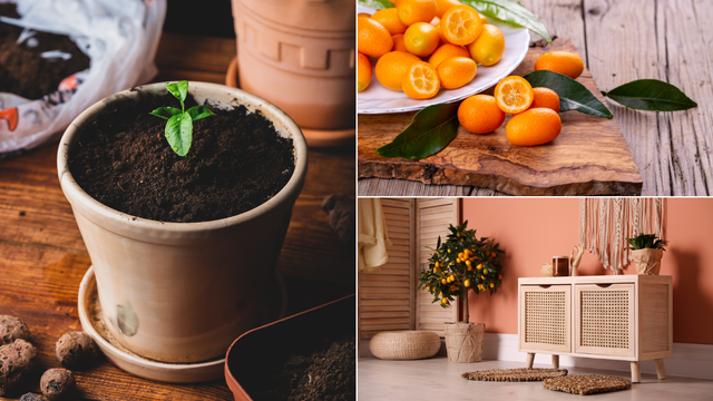 Kumkvat: 'Zlatnu naranču' sami možete uzgojiti u vašem domu i iskoristiti sve njezine blagodati