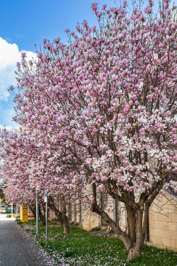 Magnolije u cvatu u Opuzenu