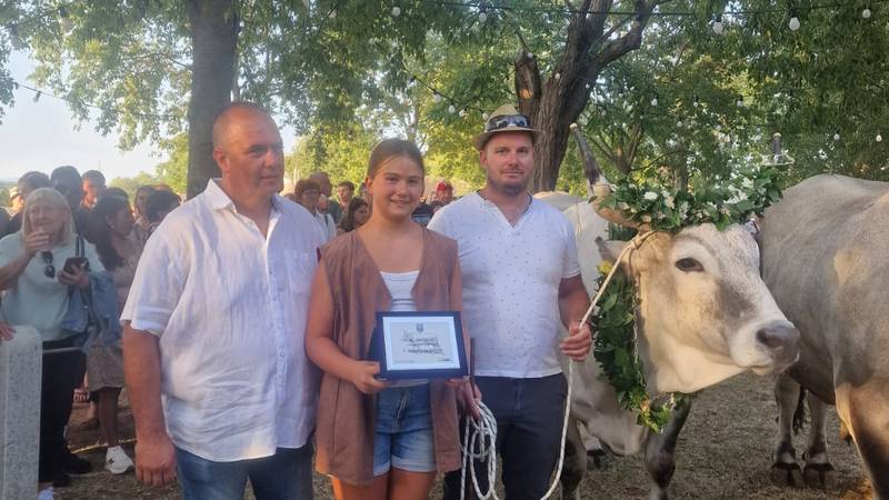 FOTO Teži čak 1230 kila! Ovako izgleda najteži boškarin u Istri