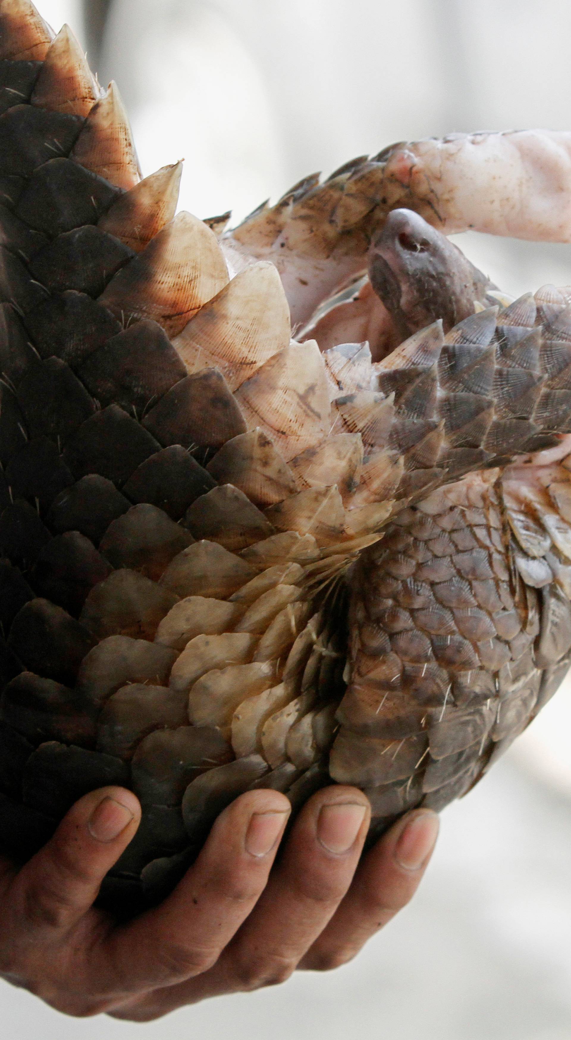 FILE PHOTO: A customs officer shows a pangolin to the media at the customs department in Bangkok