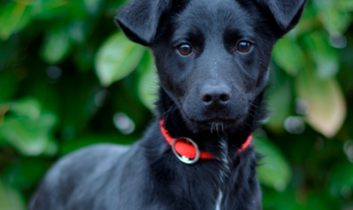 Damica hitno tra&zcaron;i trajni dom!