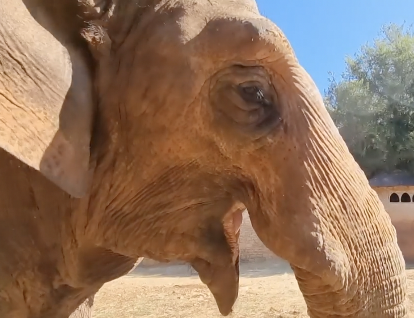 VIDEO 'Titova slonica Lanka je dobro. Odmah me prepoznala i došla se maziti. Izgleda sretno'