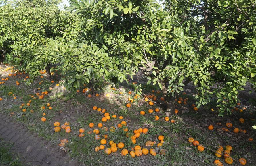 Berba agruma u Opuzenu