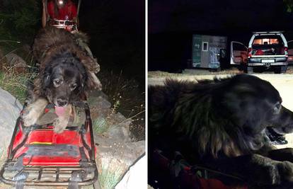 Zadarski HGSS kod Kudinog mosta spasio iznemoglog psa