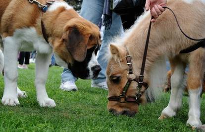 Flegma mini konj zbunio je pse na 'fancy pet showu'