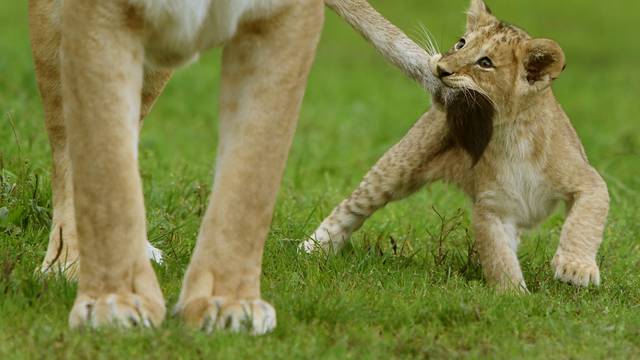 Lion cubs at Blair Drummond Safari park
