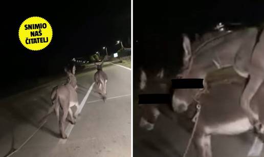 VIDEO Javili su nam se vlasnici tovara iz ljubavnog klinča:  'Moj Miško digne surlicu i ode...'