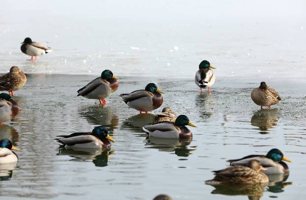 Sveta Nedelja: Zimska idila na jezeru Kipišće