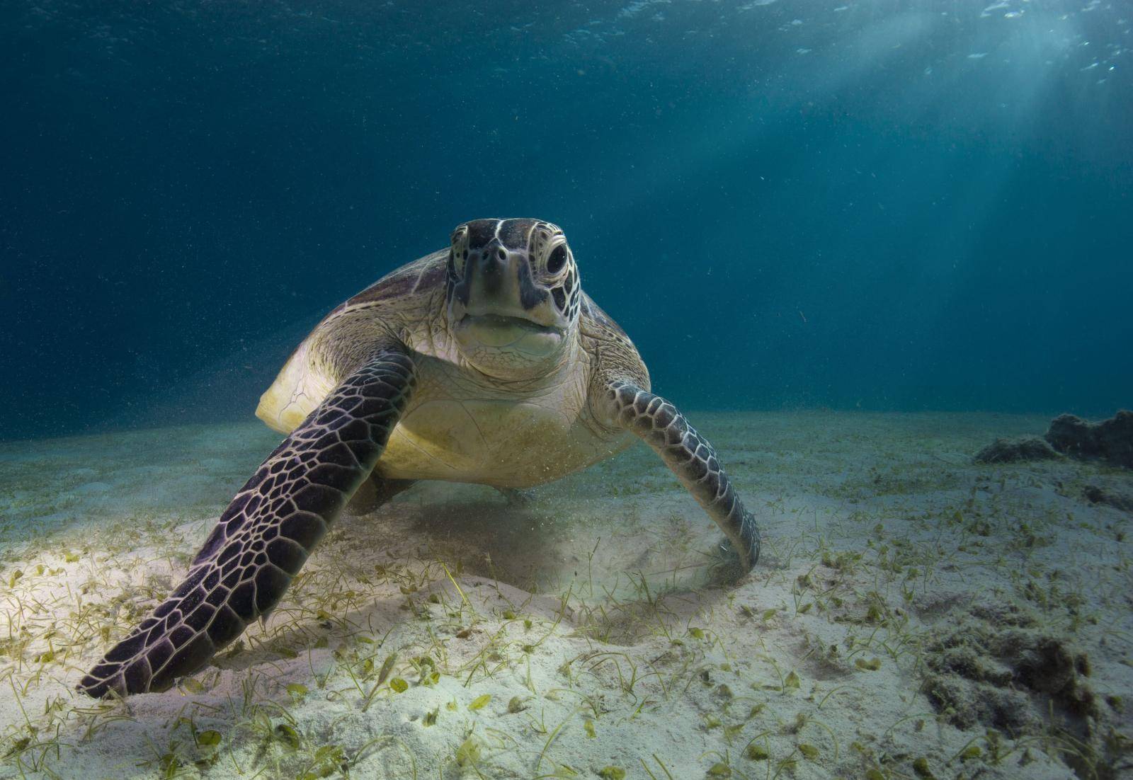 Green Sea Turtle