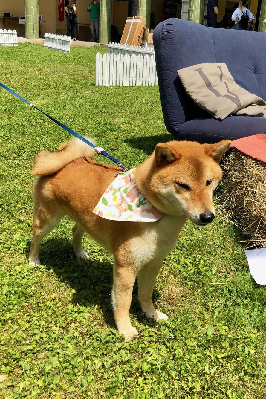 Na jednom mjestu najljepše i najpametnije pasmine pasa