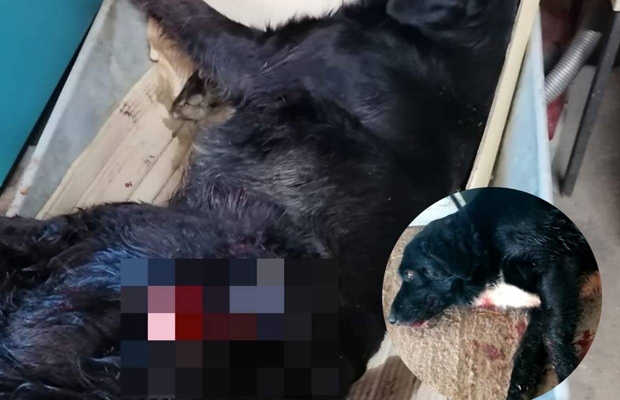Nazval me i rekel: 'Upucal sam ti pesa, poklal mi je 10 kokoši'. Ma samo da se Reksi moj izvuče