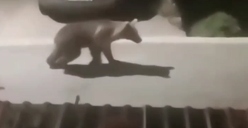 VIDEO Medo hodao Zlobinom: 'Prijatelj je izašao iz kuće i vidio medvjeda kako hoda po cesti'