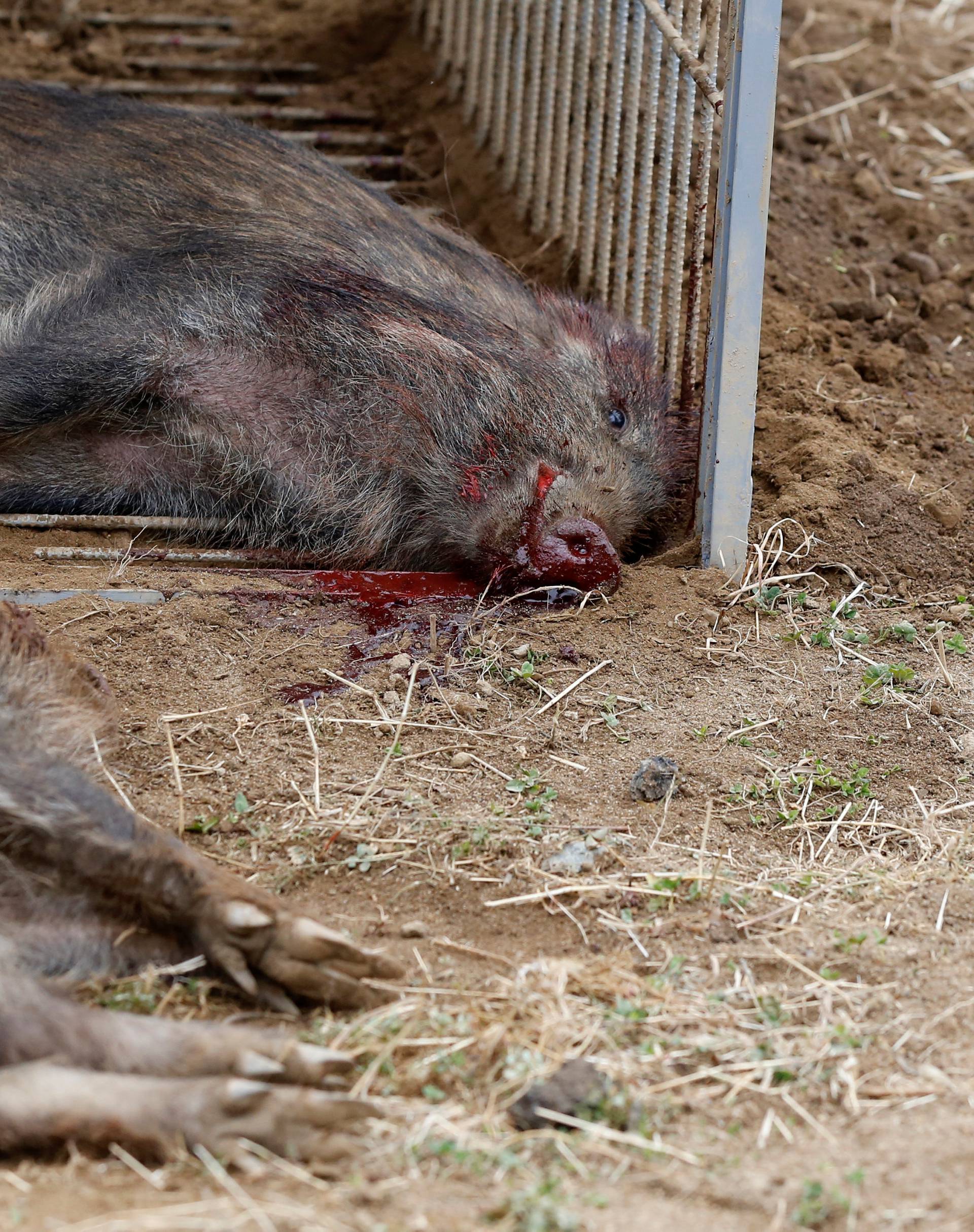 Wild boars killed by a pellet gun are seen in a booby trap at a residential area in an evacuation zone near TEPCO's tsunami-crippled Fukushima Daiichi nuclear power plant in Tomioka town
