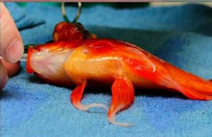 Veterinari operirali tumor na glavi 10-godišnje zlatne ribice