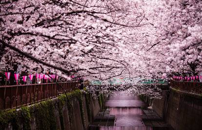 Drvo trešnje  - simbol koji je već stoljećima ogledalo Japana
