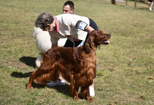 Nacionalna izložba pasa "Velika Gorica Trophy 2025"
