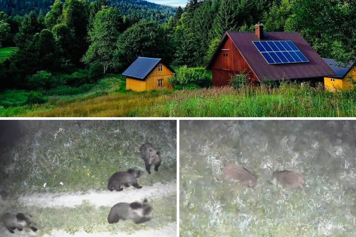 Gorski kotar: 'Medvjedi mi žive u dvorištu, jednom sam umalo stao na jednog koji je spavao'