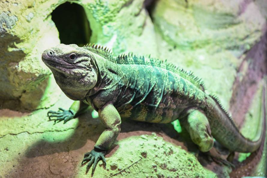 24sata Zagreb: Rodilište u Zoološkom vrtu