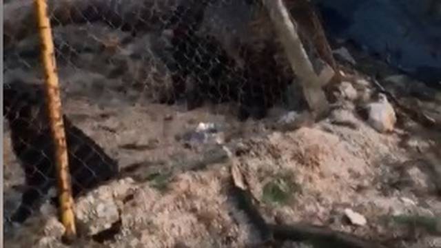 Jugo srušilo stabla u azilu za pse: 'Pomozite nam, čim prije'
