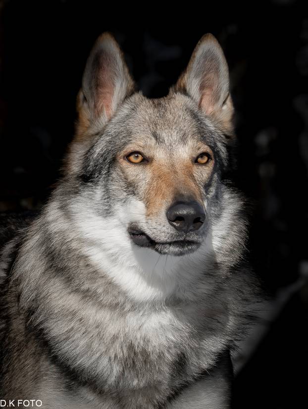 GALERIJA Nastali su od vukova, rođaci su Nazgula s Olimpijskih igara i žive kraj Velike Gorice!