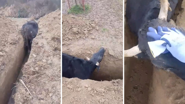 VIDEO Muuuuuuke kraj Jaske: 'Ive, dobro si skopal kanal, sam ti je kravica upala u rupu...'