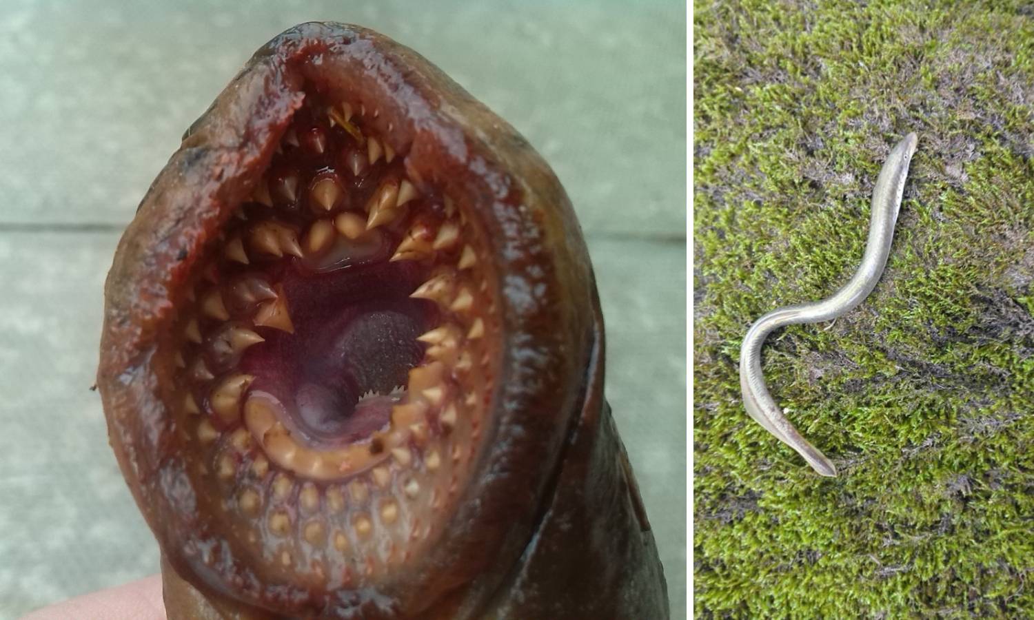Ulovio fosilnu ribu ‘vampira’ od 30 cm: Ipak ju  vratio u Dravu