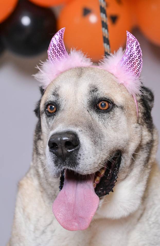 Sklonište u Dumovcu poziva na posebno jesensko udomljavanje pasa i mačaka