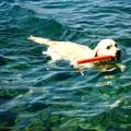 Naučite psa plivati na najlakši i najbolji način korak po korak